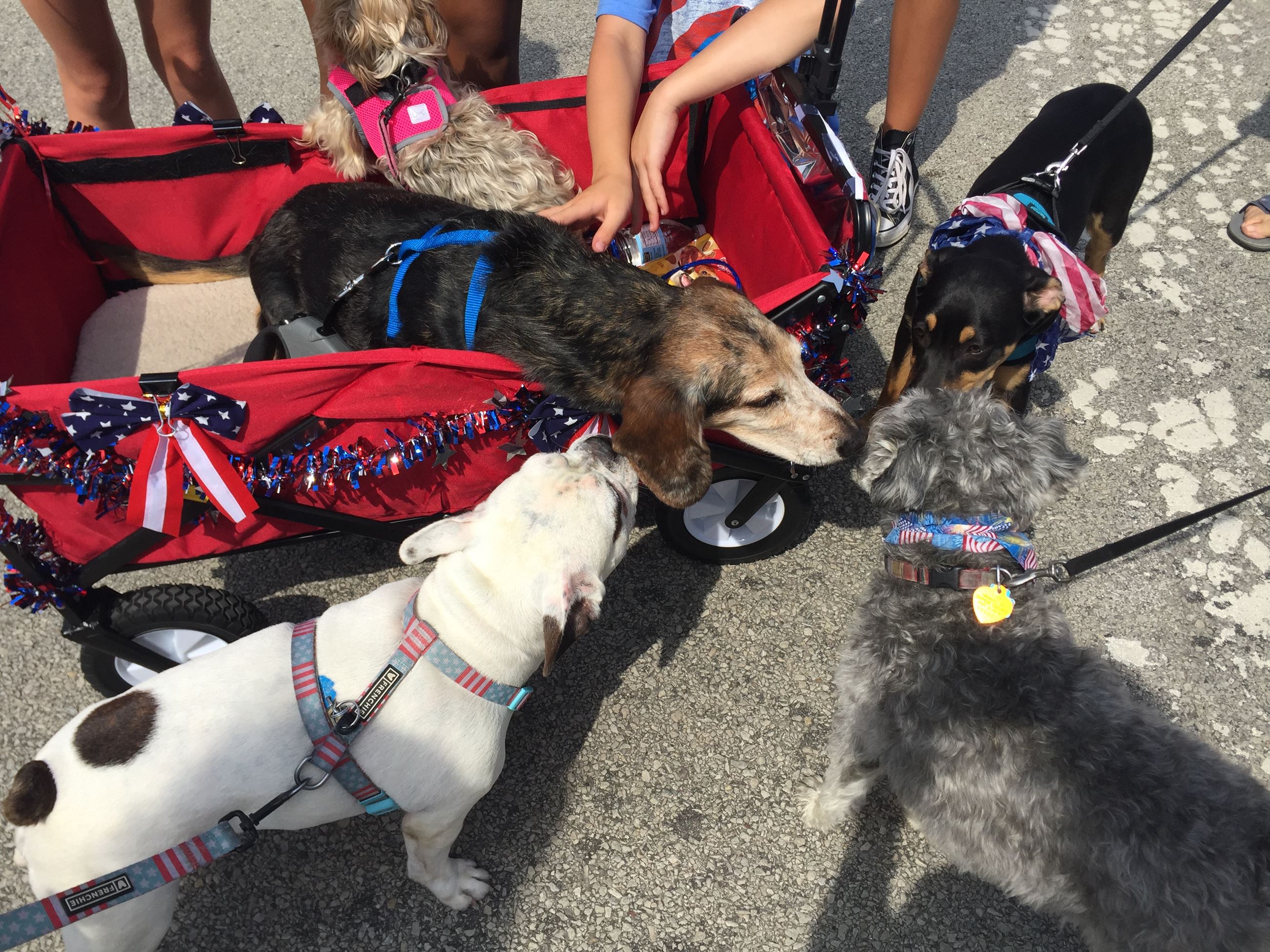 Dog Parade Photo - July 2017